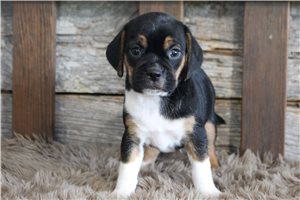 Clint - Puggle for sale