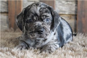Gerry - Puggle for sale