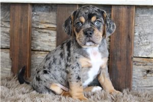 Geyser - Puggle for sale