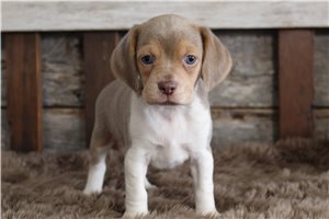 Delaney - puppy for sale