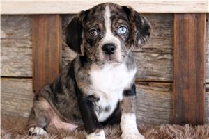 Frank - puppy for sale