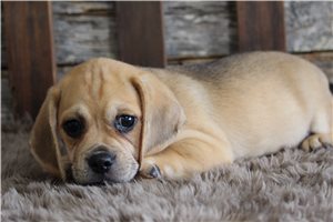 Zeus - Puggle for sale