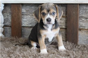 Clement - Puggle for sale