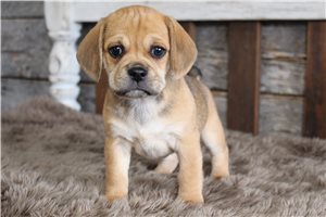 Sadie - puppy for sale