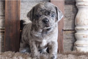 August - Puggle for sale