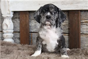 Landon - puppy for sale