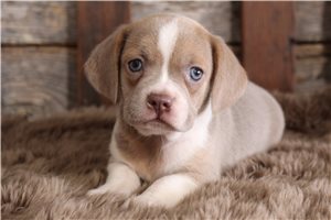 Dora - puppy for sale