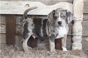 Jaxter - Puggle for sale