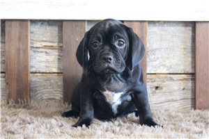 Geyer - Puggle for sale