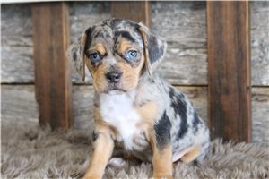 Carly - puppy for sale