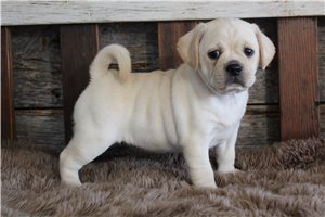 Lacey - puppy for sale
