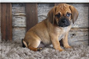 Zelda - Puggle for sale