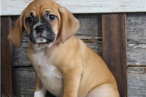 Grant - Puggle for sale