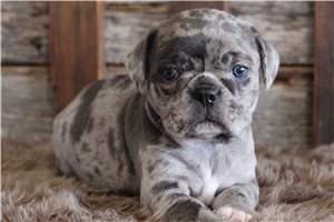 Aaron - Puggle for sale