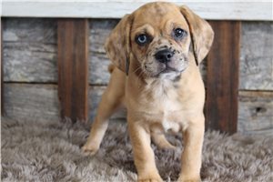 Zena - Puggle for sale