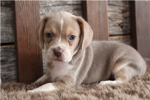 Diana - puppy for sale