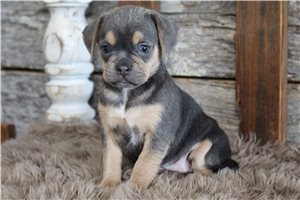 Carmen - Puggle for sale