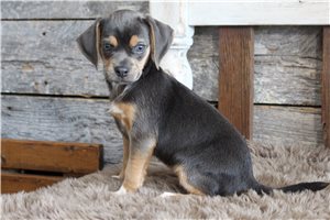 Caro - Puggle for sale