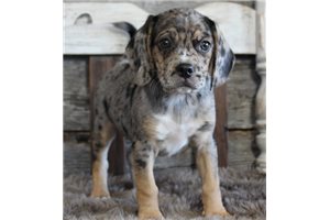 Lanie - Puggle for sale