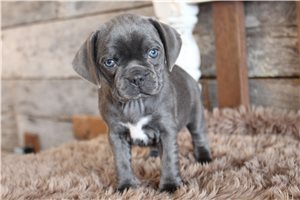 June - Puggle for sale