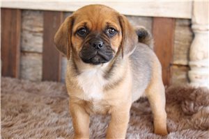 Elijah - Puggle for sale