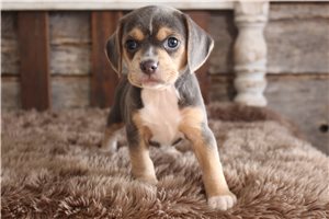 Callie - Puggle for sale