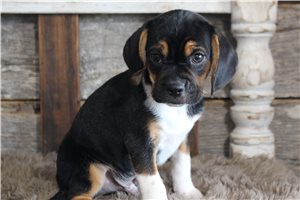 Clint - Puggle for sale