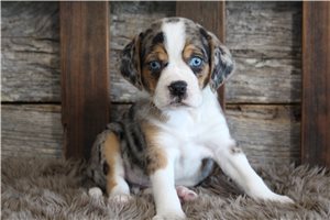 Clark - Puggle for sale