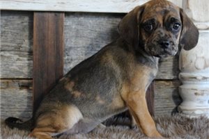 Lady - Puggle for sale