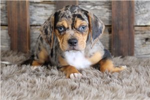 Carly - Puggle for sale