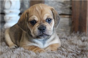 Zeus - Puggle for sale
