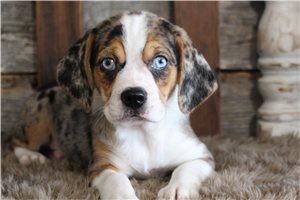 Clark - Puggle for sale