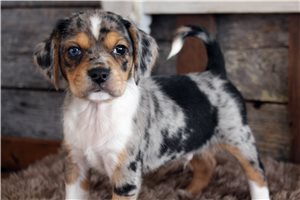 Crosby - puppy for sale