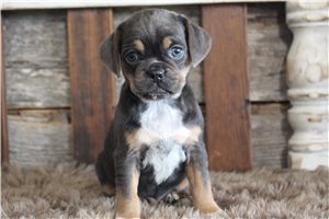 Jayla - puppy for sale