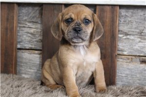 Stella - puppy for sale