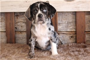 Chuck - Puggle for sale