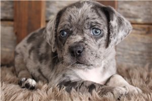 Java - Puggle for sale