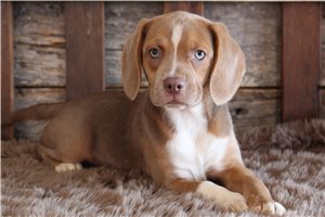 Dasha - Puggle for sale