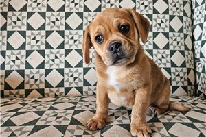 Ellison - Puggle for sale