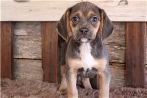 Carter - Puggle for sale