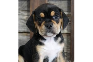 Lewis - Puggle for sale