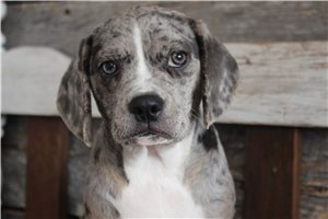 Jaxter, a Puggle placed with a Pawrade family