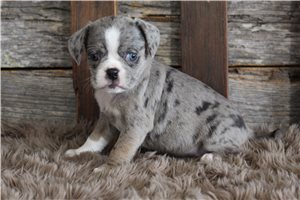 Jazz - Puggle for sale