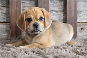 Zachary - Puggle for sale