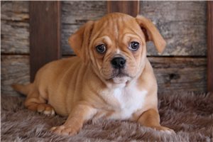 Flint - puppy for sale