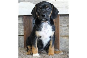 Cam - Puggle for sale