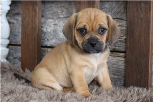 Silas - puppy for sale