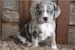 Jaxter - Puggle for sale