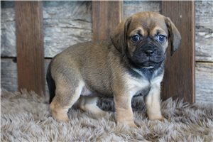 Zinnia - Puggle for sale