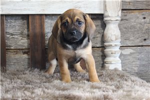 Zinnia - Puggle for sale